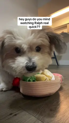 The moochie moo is not just a cute face, he is a smart boy too!!!😮‍💨😮‍💨 #sniffingpuzzle #dogsnifftest #dogpuzzlechallenge #sniffingmat #dogtoychallenge 