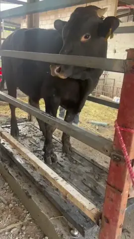 Bascula ganadera portable #ganaderia #ganaderos #ganaderia🐂🐎 #fyp 