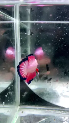 Pink Bluerim Male HMPK 🩷💙🤍 ##thailandimportbetta##bestoftiktokph##fyp##trending##anchorjbetta##bettafish