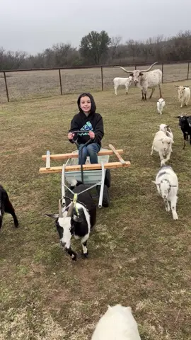 Best family chariot ever! #GoatGoals #BeyonceOnWheels #KidInTheCart