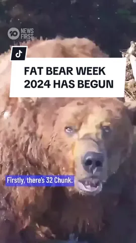 Fat Bear Week is upon us once again, so good luck to all competitors! By Tuesday next week the brown bear who “best exemplifies fatness and success” at Katmai National Park in Alaska will be crowned. And who is set to be this year’s crowd favourites? #fatbearweek #bear #animals #alaska #chubby #cute #australia 
