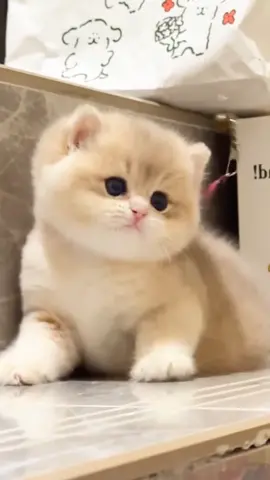 Cute kitten #cutepets #lovecats #cutest #catsoftiktok #usa_tiktok #viralvideo #fyp #foryoupageoffical 