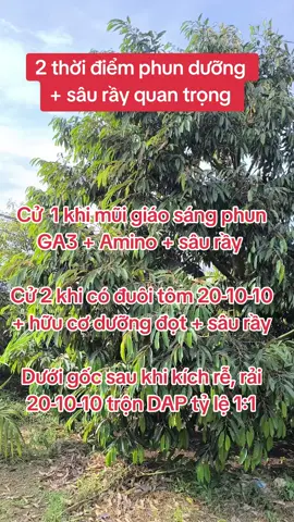 Phục hồi cơi 2 vườn sầu riêng nhà em 🥰 #saurieng #sauriengmiendong 