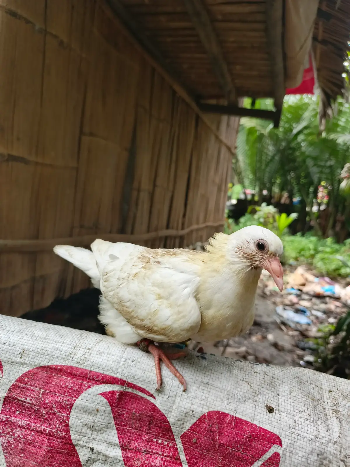 for sale mga idol, sa mga malalapit lang  pwede din Pagadian or Zamboanga City  mag ququit nako mga idol pm nalang sa may mga gusto (lahat ng kalapit ko binebenta kona) #foryou #foryoupage #fyp #kalapati #racingpigeon #kalapatidsph🇵🇭 #zamboangacity #fancier #tiktok #kalaptids22 #