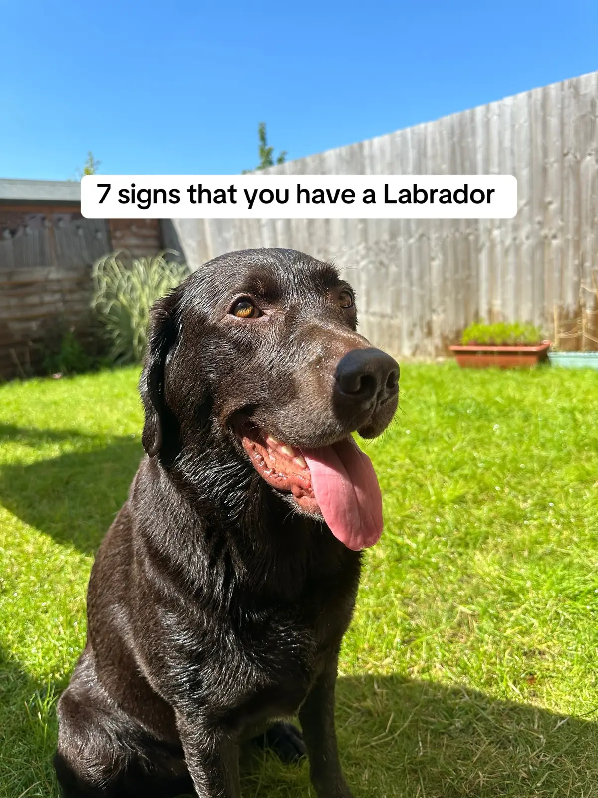 Number 3 👀🏡🤣 #labrador #labradorpuppy #labradorretriever #chocolatelab 