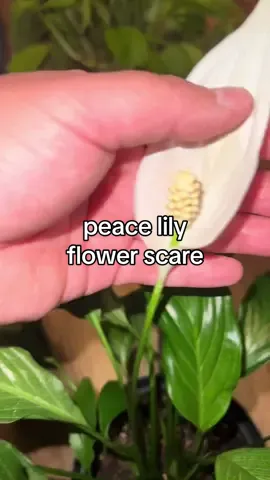I changed my peace lily care & she is thriving she gave me a gorgeous flower 😍  #plants #plantcare #houseplants  