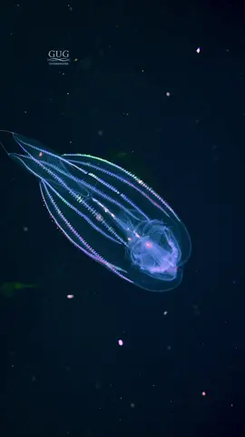 Watch as this Ctenophore excretes a seemingly glowing green goo multiple times!   I’ve watched it frame by frame, trying to understand exactly what we’re seeing here, but haven’t come up with any solid answers. It is definitely not ctenophore poo - this isn’t how it’s done (yes, I’ve watched videos on and carefully studied ctenophore digestion🤓). An alternative theory - it’s not the ctenophore (aka “comb jelly”) creating the green goo, but rather as the amphipods are attracted to my video lights, when they crash into the ctenophore’s colloblasts (sticky, but non-stinging cells), the amphipods are the ones releasing the goo as some sort of defense mechanism once caught by the ctenophore.🤔 . Shot several miles from shore off West Palm Beach, FL, at night, out over the abyss.  . . . #ctenophore #combjelly #combjellyfish #colloblast #amphipod #bioluminescence #blackwater #blackwaterphotography #blackwaterdiving #gug #chrisgug #gugunderwater