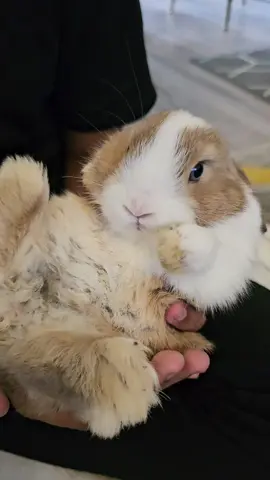 #PetsOfTikTok #pets #rabbits #rabbitsoftiktok #fyp 