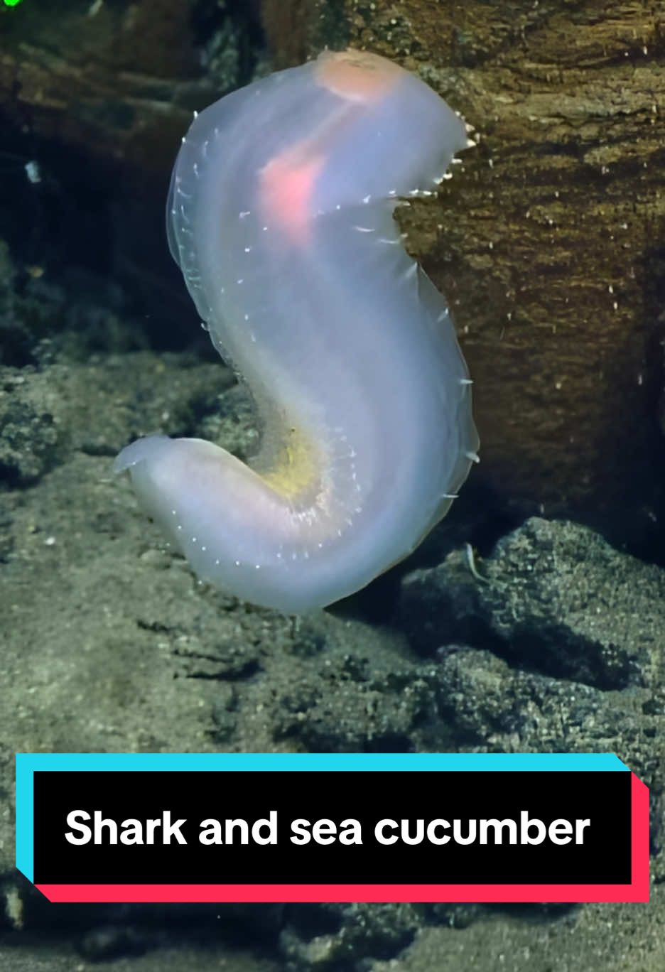 It’s a quick #2for1 with a #whitetipshark and #seacumber in one video! #AmericanSamoa #NautilusLive #oceanexploration #sharkvideo 