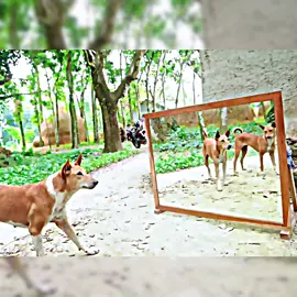 Angry dogs vs mirror reaction _ Funny dogs fighting mirror _ Amazing mirror reactions on dog #dogsoftiktok #dog #tranding #fyp #unfrezzmyaccount #viral 