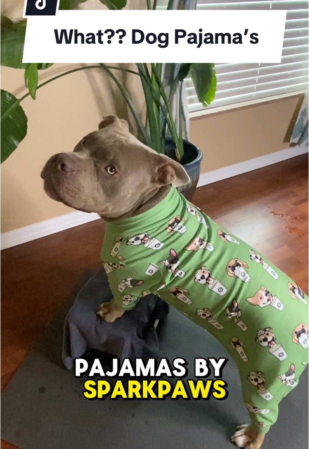 Best pajamas for you dog 🐕@SPARK PAWS #sparkpaws #dog #pajamas #dogsoftiktok #pupcup #dogtok #dogs #apawlothetank 