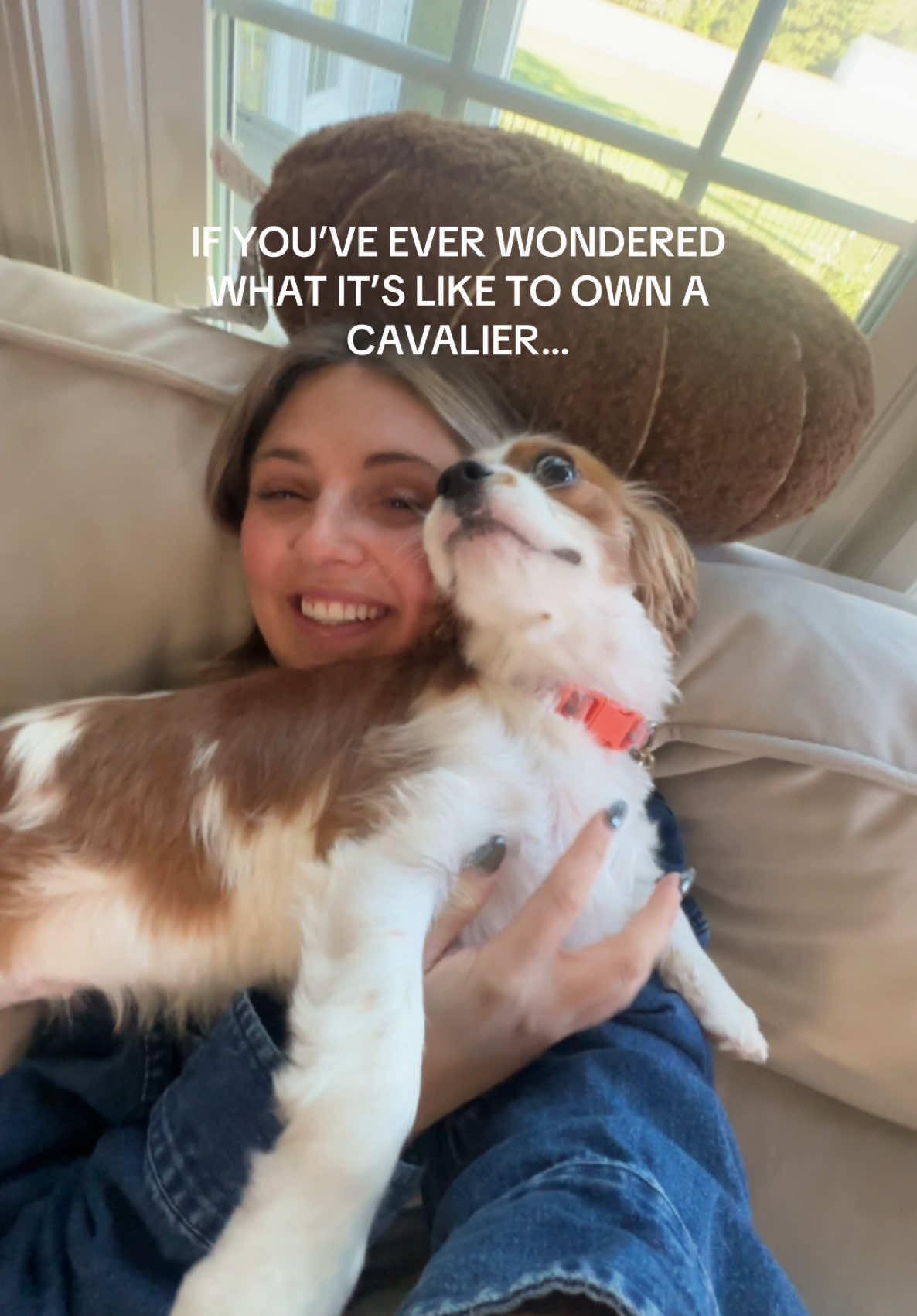 personal space does not exist #fyp #kingcharlescavalier 