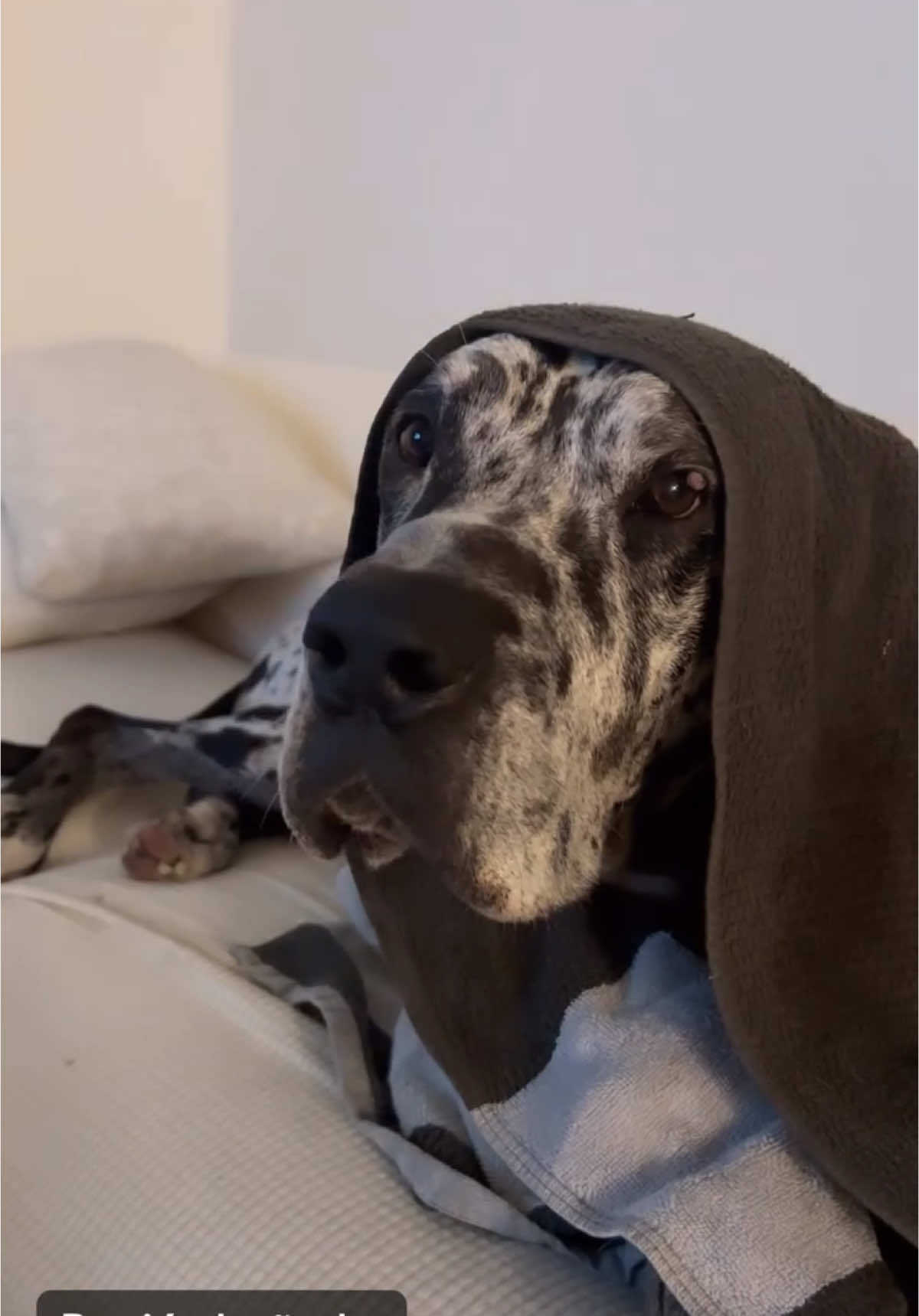 Me gusta ver la tele despues del baño #recienbañado #dogshower #greatdane #dogsoftiktok #funnydogs #sweetdog #dogwatchingtv #dogmom #doglife