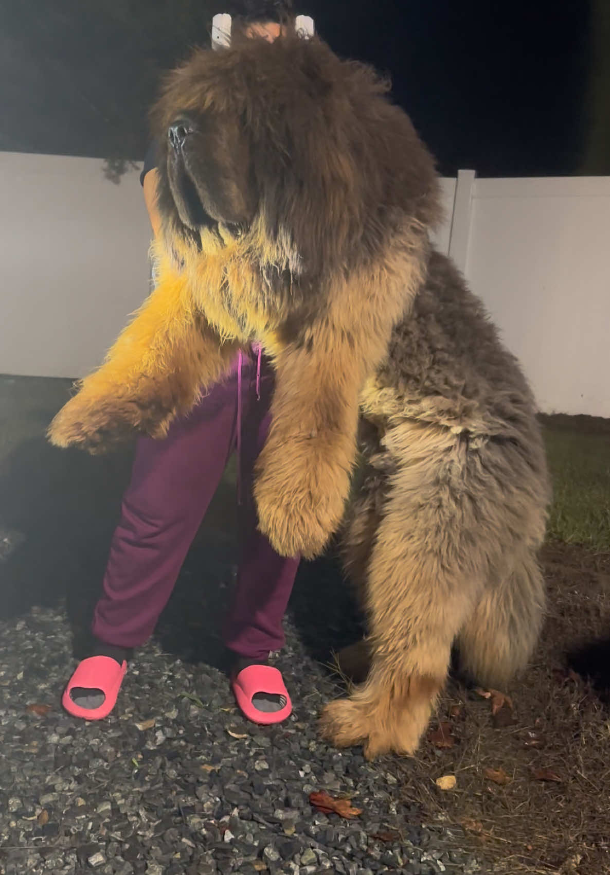 actually got to see him in person 😮‍💨🔥🦁 follow @Prideland Tibetans for more content 💯‼️ #tibetanmastiff #fyp #foryou #foryoupage #dogs #doglife 