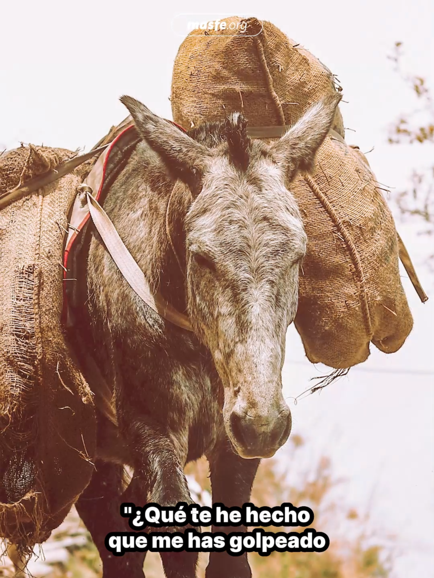 ¿Alguna vez te has preguntado qué nos dirían los animalitos si pudieran hablar? En el libro de Números de la Biblia se narra la historia en la que Dios le dio esa facultad al asna del profeta Balaam quien, a pesar de los maltratos recibidos por parte de su amo, lo protegió de un peligro mortal, demostrándonos la lealtad y fidelidad de estas criaturas tan nobles. Así que hoy te invitamos a aprender a valorar más a estas indefensas creaciones que Dios nos ha otorgado para cuidar, amar y proteger. #animales #creacionesdedios #biblia #profeta #cuidaralosanimale #mascotas#cristianos #iglesia #sud #masfe #Dios