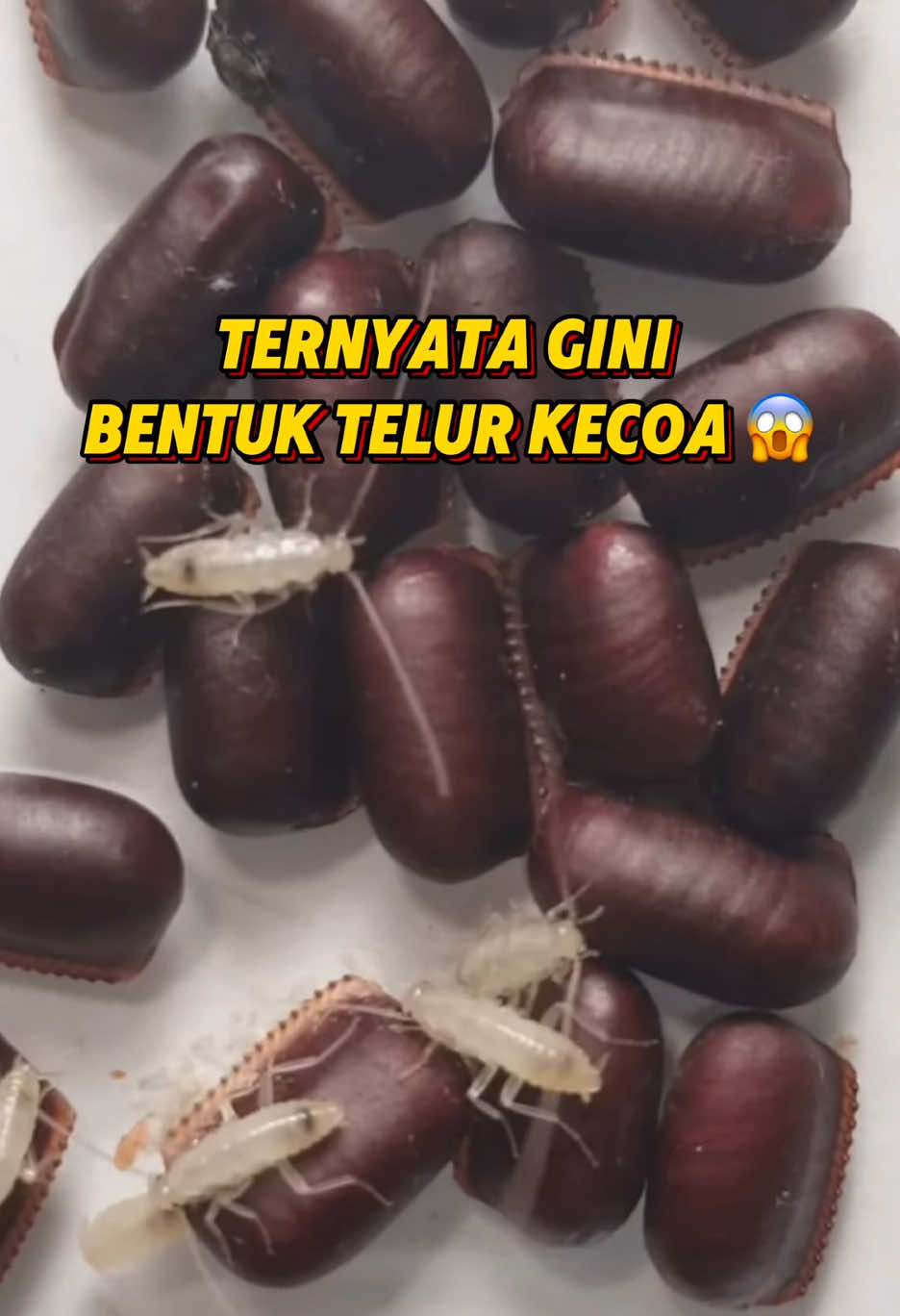 selama ini yang biasanya mimin kira biji kopi ternyata telor kecoa...😫😖 #bacuya #kecoa #pengusirkecoa #pembasmikecoa #antikecoa #pestcontrol 