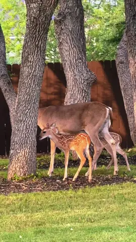 Deers 🦌#deers#fauna#texasfauna#texas#texasnature