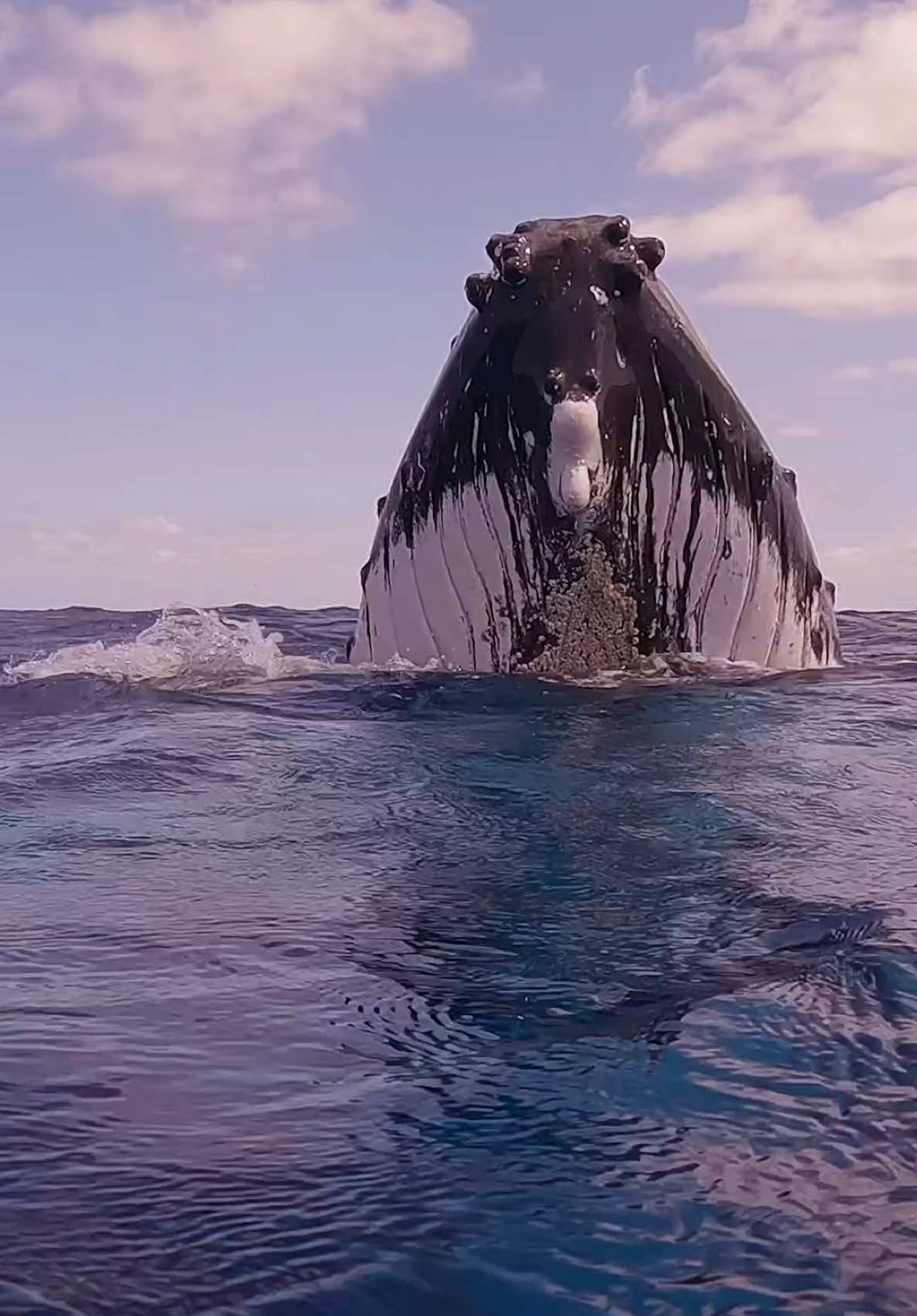 👀 🐋 when you look down and the bug guy comes up to check you out and spy hopes right next to you!!! Some priceless adventures traveling this past month #whales #polynesia #ocean #fyp 