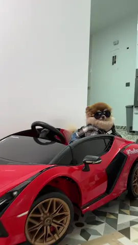 Cuando no quieren a tu bendi @el perrito de las gafas 