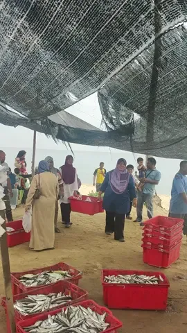 Meriah Molek Pagi Ni Ikan Segar Pantai Telaga Papan #fypシ゚viral  #MadDmax  #Cardini  #Setiu  #Terengganu 