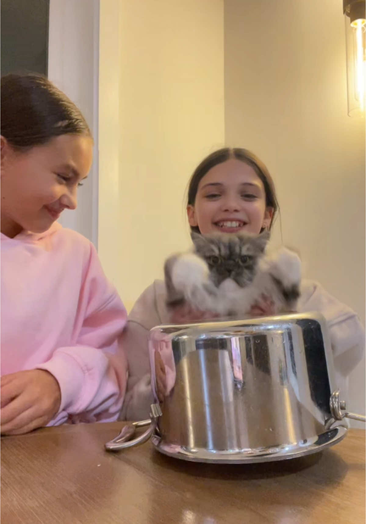 My cat has has talent! 😺 @Smiley.                    🪳 #catsoftiktok #cats #fypシ゚viral #catdrummer #ragamuffincat #catlover #herekittykittykitty 