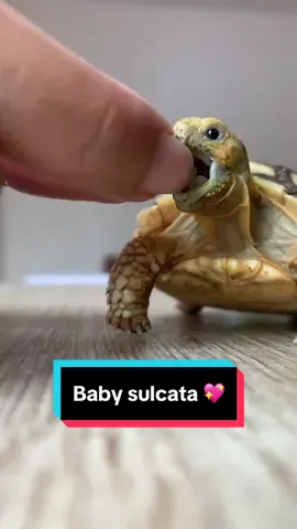 Funny how time goes 🥲 sulcata baby growth january-sept, still just a baby who loves to be hand fed! 💖 #kurakuradarat #peliharaanlucu #tortoise #xyzabc #fypppppppopppppppppppppppppppfyp #fyp #fypシ゚viral #tortoisepet #tortoisepetbeginner #creatorsearchinsights #sulcata #sulcatatortoise #sulcataenclosure #babyturtle 