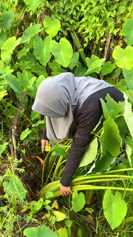 kesulitan nya kita simpan sendiri 😅😅😅 #keladi #sayurkeladi #cabutkeladi #bersihkankeladi #rutinitasdikampung #rutinitasanakgadisdikampung #minivlog #dailylife #fypシ #saranjana #wisatakotabaru #kotabarukalsel 