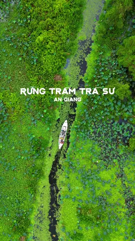 Lần đầu tiên thấy cảnh đẹp như vậy, quá ngỡ ngàng Rừng Tràm Trà Sư #travel #dulichvietnam #traveltiktok #travelvietnam #angiang #rungtramtrasu #67angiang 