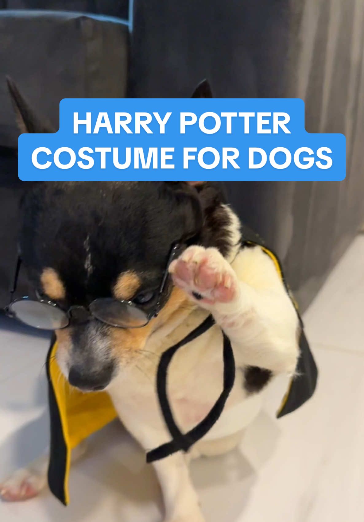 Ready na ang fur babies ko for #halloween! Harry Potter costume for dogs super cute!! #harrypottercostume