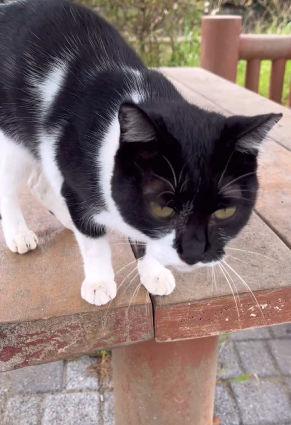 秋雨にゃんこ前線　　#ネコ #cat 