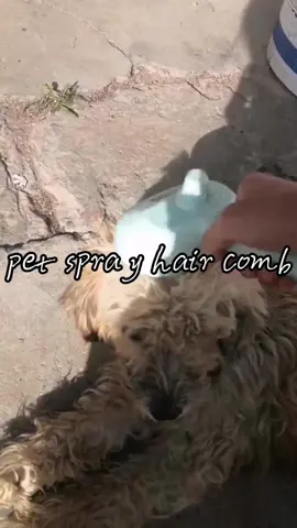 Pet spray hair comb#goodthing #foryou #tiktokshop #pfy #shoplatinowned #fullbeatfoundation #falldealsforyou #dog #pet 