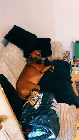 I think the answer is no today…. What do you think? 🤣🤣 #fy #fyp #ridgeback #ridgebacksoftiktok #dogtok #doglife 