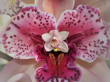 angelic song for an angelic flower (working on more requests lmk which flowers to do) | #ORCHID - #flower #mecore #floweraesthetic #orchids #kissoflife 