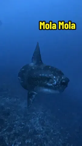 Réponse à @coconutlife Face-to-face with the same Mola Mola in the shallows coming from my friend @Roy M ! 🌊🐟 This gentle giant drifted up at Crystal Bay, gave a little show, then gracefully returned to the depths. Pure underwater magic with @duneIndonesia ! #MolaMola #CrystalBay #NusaPenida #Scubadiving #DunePenida 