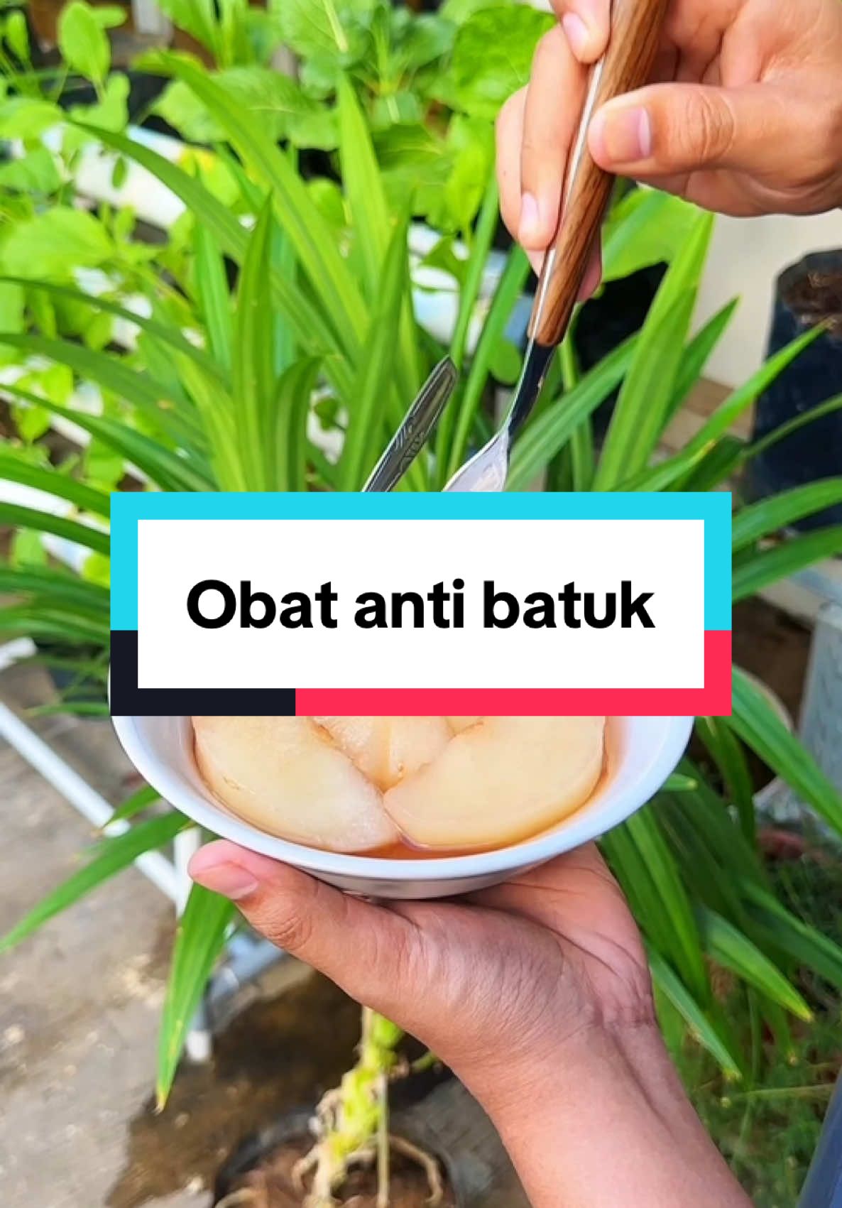 Ini obat alami minfarm kalau lagi batuk 🫵🏻🥰 #infarm #infarmid #berkebun 