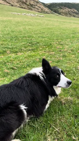 Amazing border collie dog Echo #fyp #foryou #dog #dogsofttiktok #bordercollie #viral #tik_tok 
