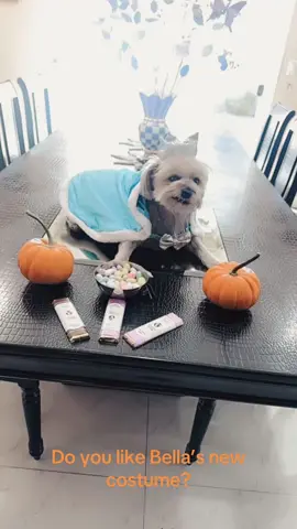 #dog#animal#of#tiktok#halloween#castume#fypシ 