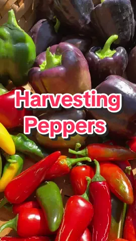 Harvesting peppers from my garden 🌶️  #creatorsearchinsights #gardening  #garden #gardenharvest #peppers #backyardgarden #gardentok 