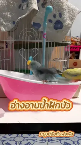 #อ่างอาบน้ำนกแก้ว มีฝักบัว มีหลายสีนะจ้ะ #tiktokshop #มนุษย์ล้อกับฟอพัส #ฟีฟ่ากับปุย #สวนสัตว์tiktok #สัตว์โลกน่ารัก #อุปกรณ์สัตว์เลี้ยง #ฟอพัสตัวแสบ 