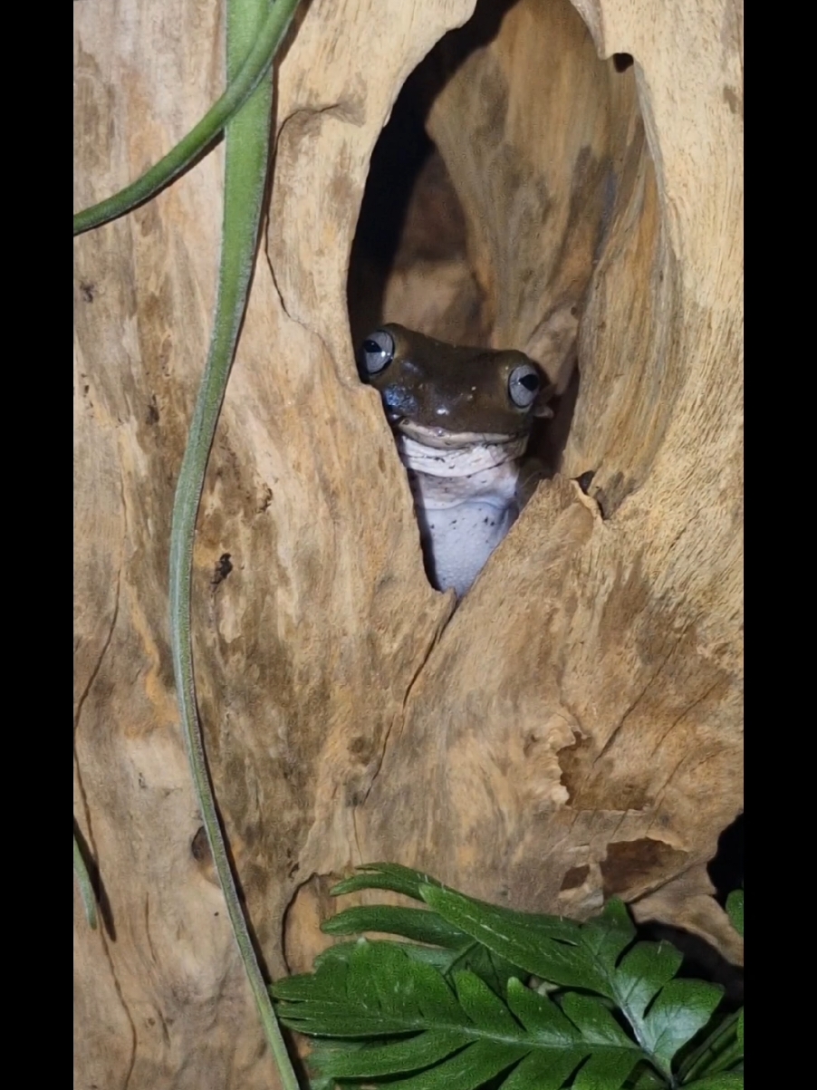 The Hole of Derp! (and also certain death)  #frog #treefrogs #derp 