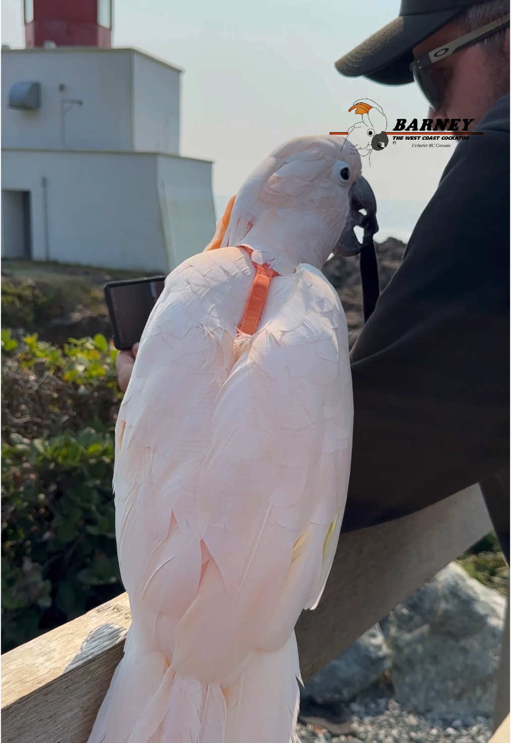 Making a new friend 😃 #barneythewestcoastcockatoo #new #friend 