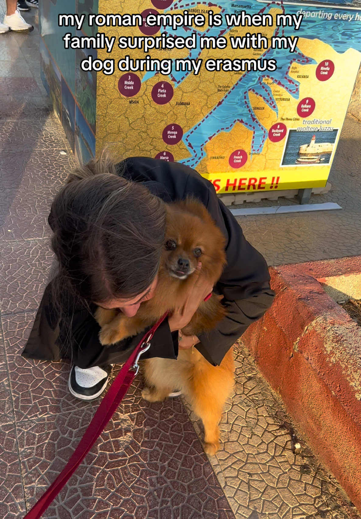 (he also had post-erasmus depression)  #dog #family #surprise #erasmus #malta #fy #fyp #studyabroad 