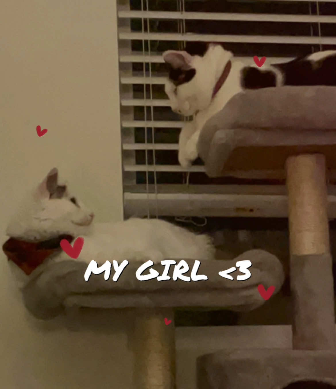 Melon and Finn are in love 🥰🧡 #cat #cats #catsoftiktok #loveinoctober #EkspresikanDenganCapCut #CapCutAmor #fyp#loveinoctober #EkspresikanDenganCapCut #CapCutAmor 