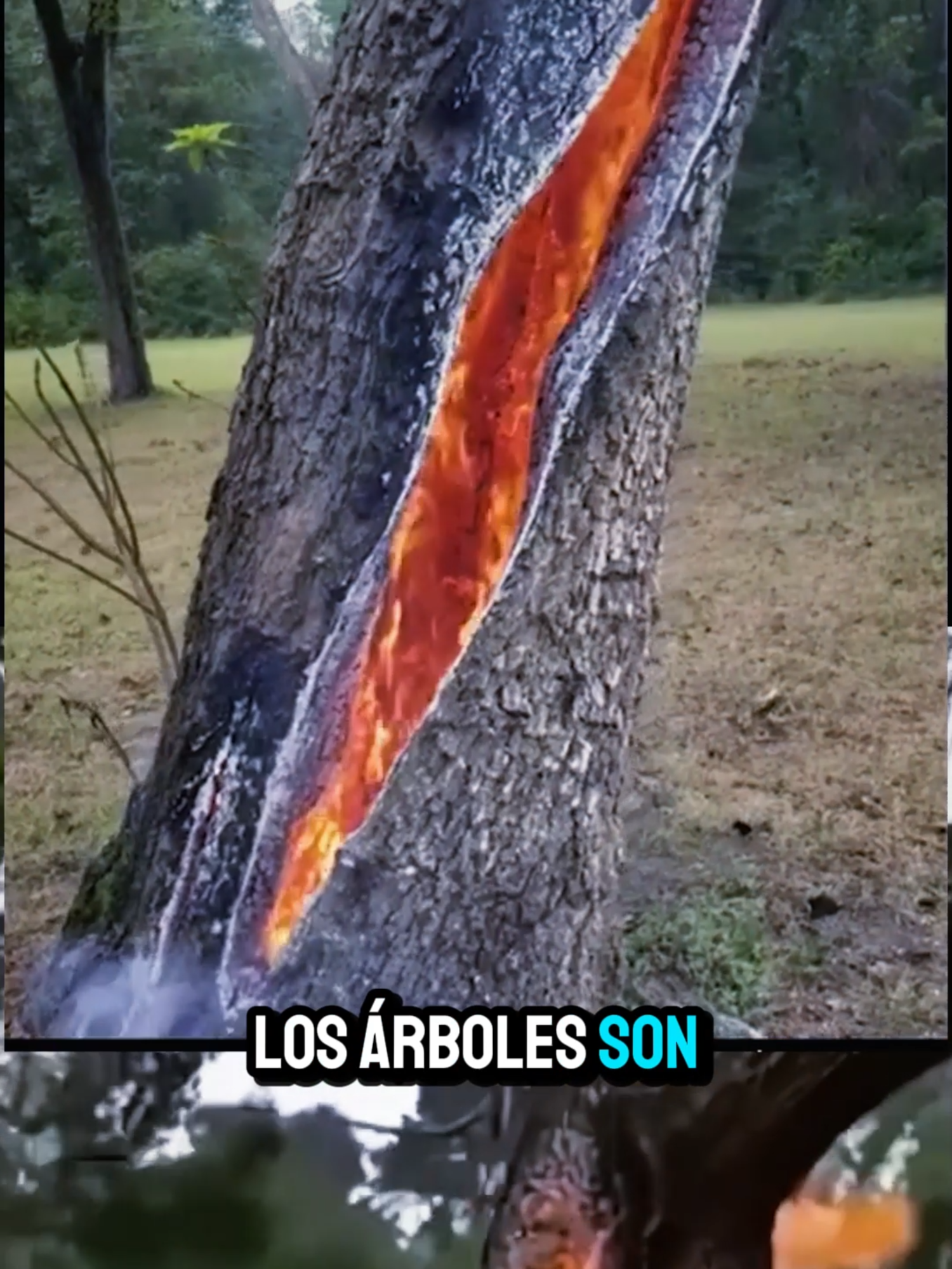 ¿Por qué los rayos parten los árboles por la mitad? #arboles #rayos #naturalezasalvaje #truenos
