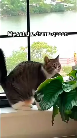 #cat #funny #fyp #foryou #catsoftiktok #tiktok #funnycat #funnycats 