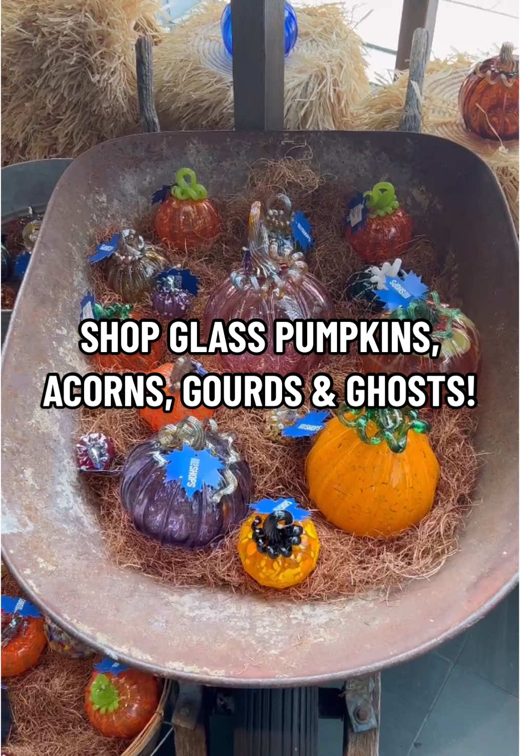 Go to shops.cmog.org to find all these pieces available now for purchase!!! 🎃✨🍁🍂  #artforsale #localartist #supportlocal #hotglass #pumpkinseason #glasspumpkin 