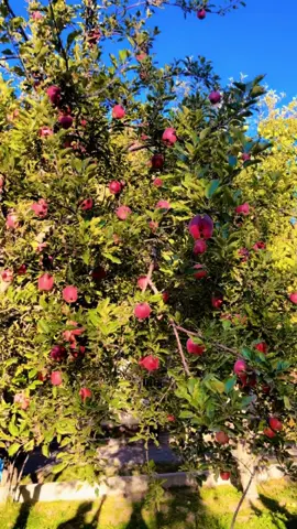سفرتي اليوم الي حدائق التفاح في خارج مشهد 🍎🍏 #ايران🇮🇷  #مشهدشاندیز  #اكل  #حدائق 
