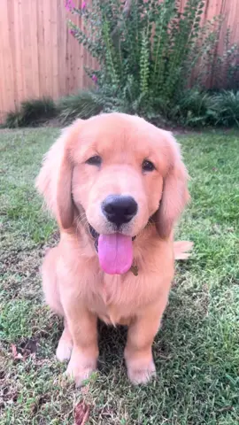 perfect pup #goldenretriever #goldenretrieverpuppy #goldenretrieversoftiktok #puppylove #sleepypuppy #happydog #goldenretrieverlife #goldensoftiktok #goldenpuppy 
