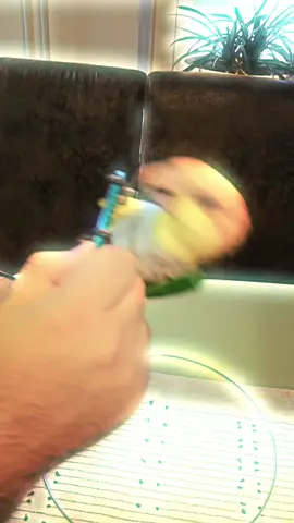 Crazy Dobby is getting boosted by a *star* and had very much fun! He came over and over again to spin around! What a funny parrot! . . #parrots #pets #petlovers #petsofinstagram #animals #dance #party #parrotlover #parrotsofinstagram #papagei #petstagram #pet #fyp #foryou #foryoupage #bird #caiques #caique #explore #birds #trending #trend #viral #papagaio #gaming 