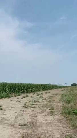 Managing the crops #farm #farmlife #laurafarmstand